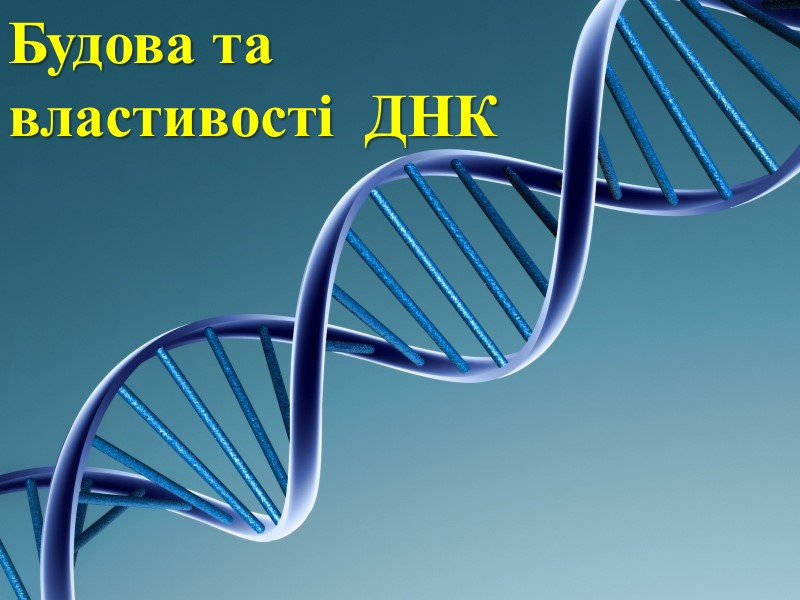 Будова та властивості  ДНК